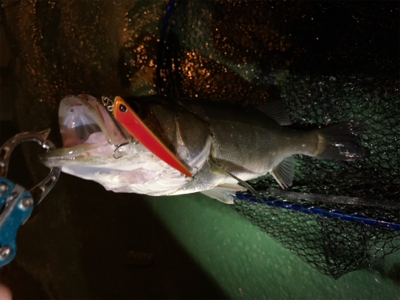 デカイのは何処へ…