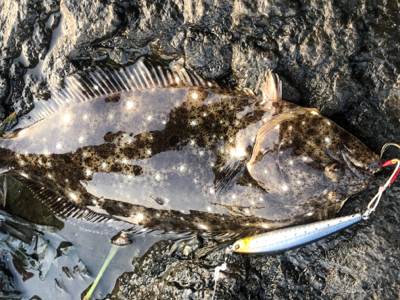 ヒラメ 地磯 ジグミノー