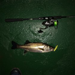 サイズも数も出ない