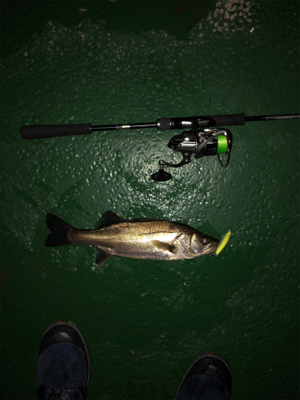 サイズも数も出ない