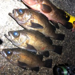 タヌキに要注意！