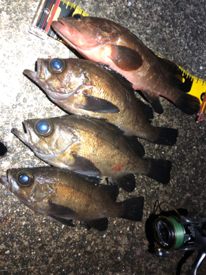 タヌキに要注意！