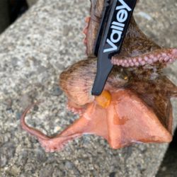 日曜日は朝タコ!