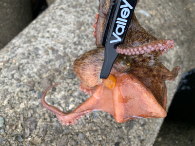 日曜日は朝タコ!