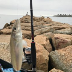 キス引き釣り(^^)