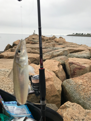 キス引き釣り(^^)