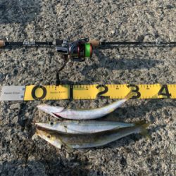 カマス釣り