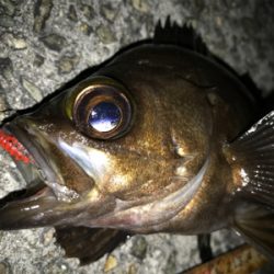 2020ライトゲーム第20戦