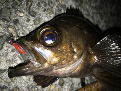 2020ライトゲーム第20戦