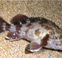 ジグ単ガシリング