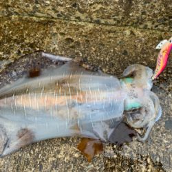 まだまだいた！デカイカで墨付け完了