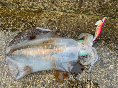 まだまだいた！デカイカで墨付け完了