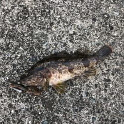 どこでもチニング!!