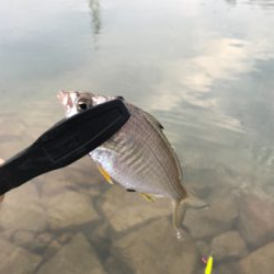 キスちょい投げ