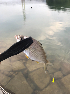 キスちょい投げ