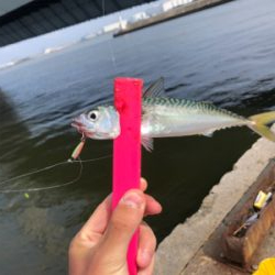 アジング兼サバゲー