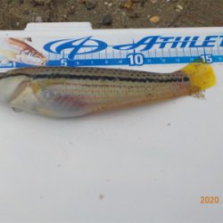 海水浴シーズンはじまる