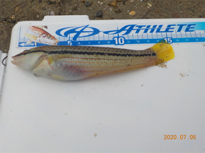 海水浴シーズンはじまる