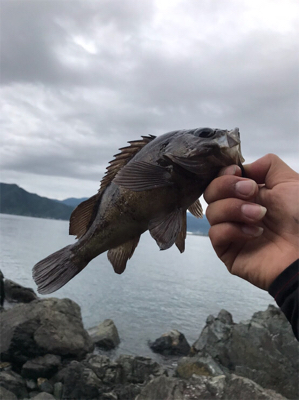 7月で釣れるとは‥笑