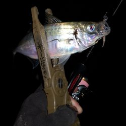 アジング練習 164