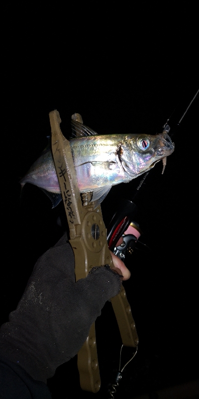 アジング練習 164