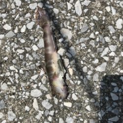 キス釣りに挑戦