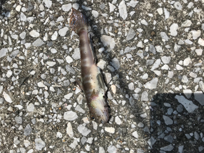 キス釣りに挑戦