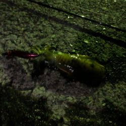 用事ついでのエギング