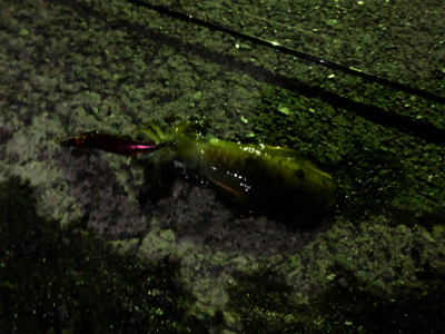 用事ついでのエギング