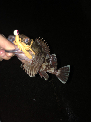 アジングで太刀魚が釣れてしまった笑