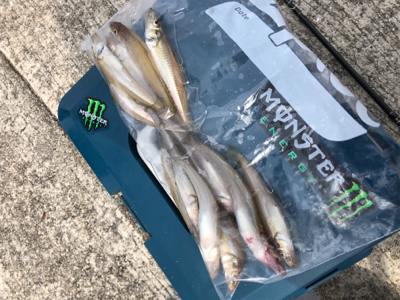 ファミリーキス釣り☆GUNNING-STY…