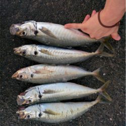 ルアーが餌になった日