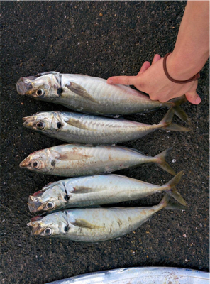 ルアーが餌になった日