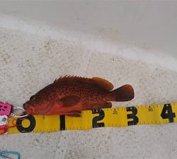 まあまあの釣果