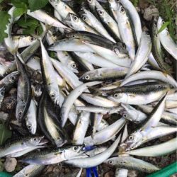 サバサバサバサバ〜