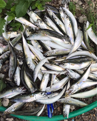 サバサバサバサバ〜