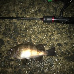 久しぶりにメバリング(^。^)