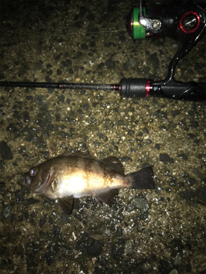 久しぶりにメバリング(^。^)