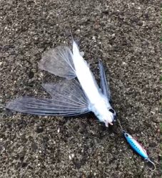 陸っぱりトビウオ！