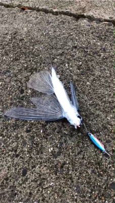 陸っぱりトビウオ！