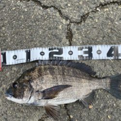 何でもいいから釣れろ。　黒が来た。