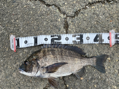 何でもいいから釣れろ。　黒が来た。