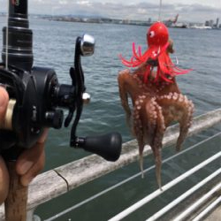 雨上がりタコ調査