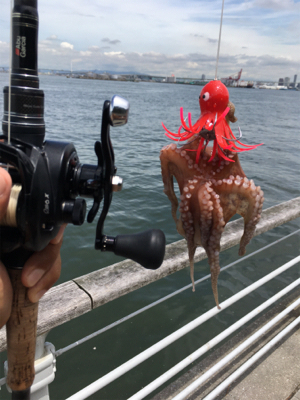 雨上がりタコ調査