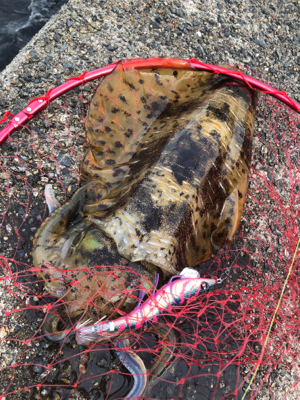 久しぶりに釣れた