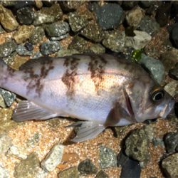 好調サーフロック