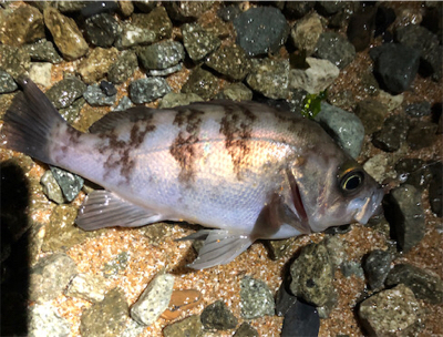 好調サーフロック