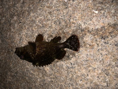 雨が降る前の釣行