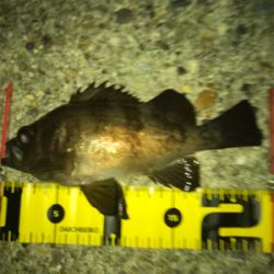 メバリング楽しい(^。^)