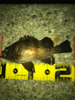 メバリング楽しい(^。^)